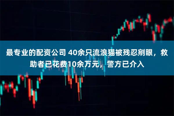 最专业的配资公司 40余只流浪猫被残忍剜眼，救助者已花费10余万元，警方已介入